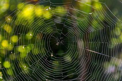 Japanese Scientists Harness Bacteria To Create Spider Silk Just Style