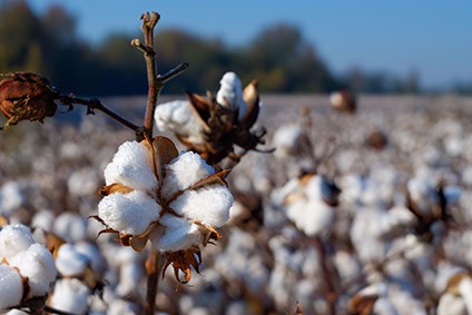 Increasing cotton yields in Burkina Faso  Global Agriculture and Food  Security Program