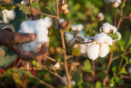 Blockchain pilot edges closer to full organic cotton traceability ...