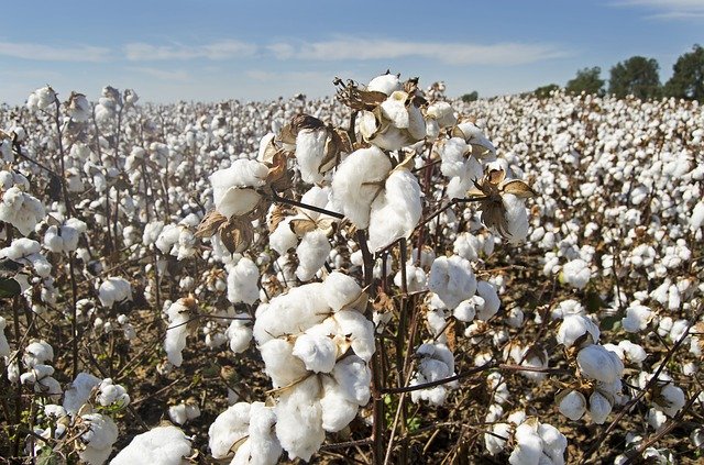 Modern cotton in the Northern Territory  Department of Industry, Tourism  and Trade