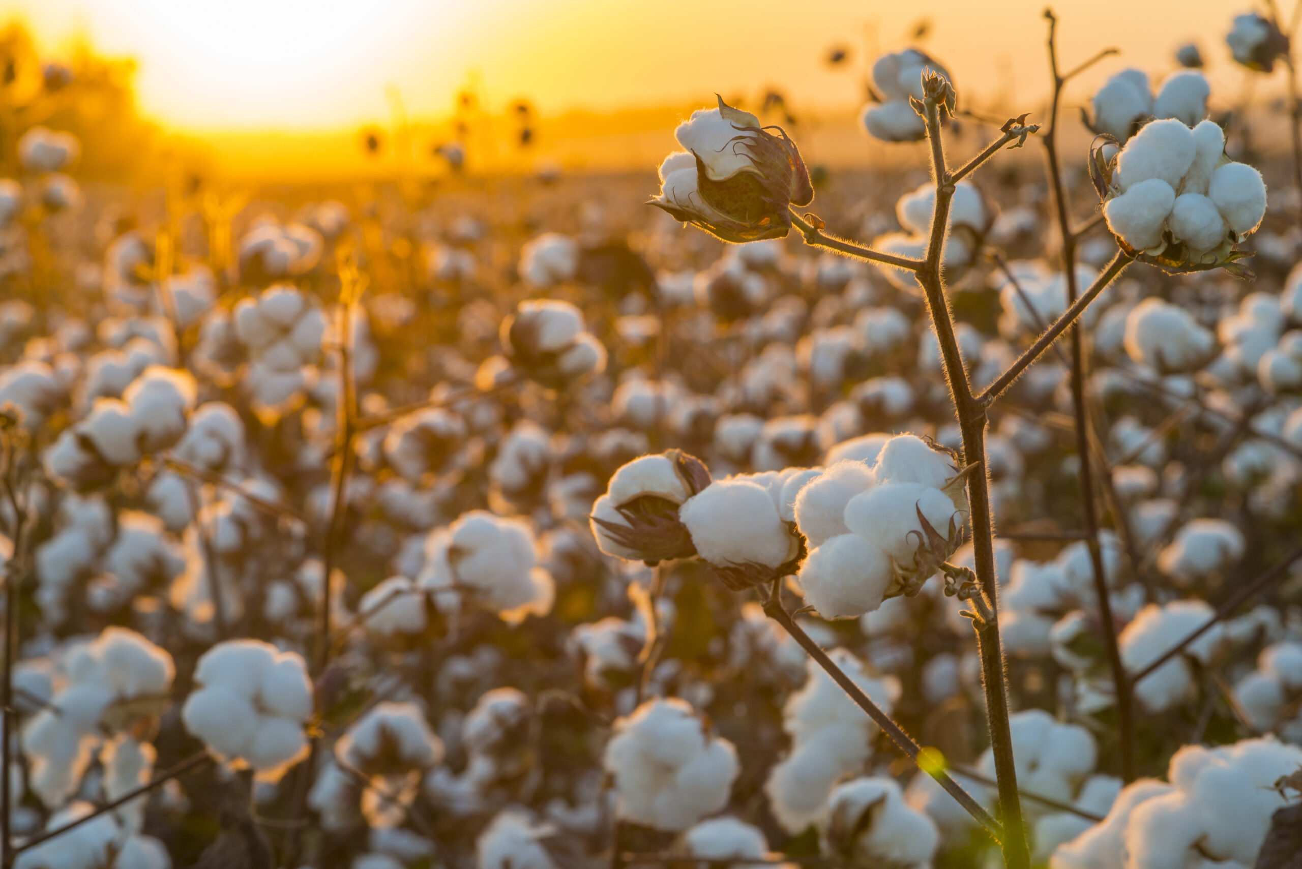 Supply Chain Issues To Impact US Cotton Industry Growth In 2023 