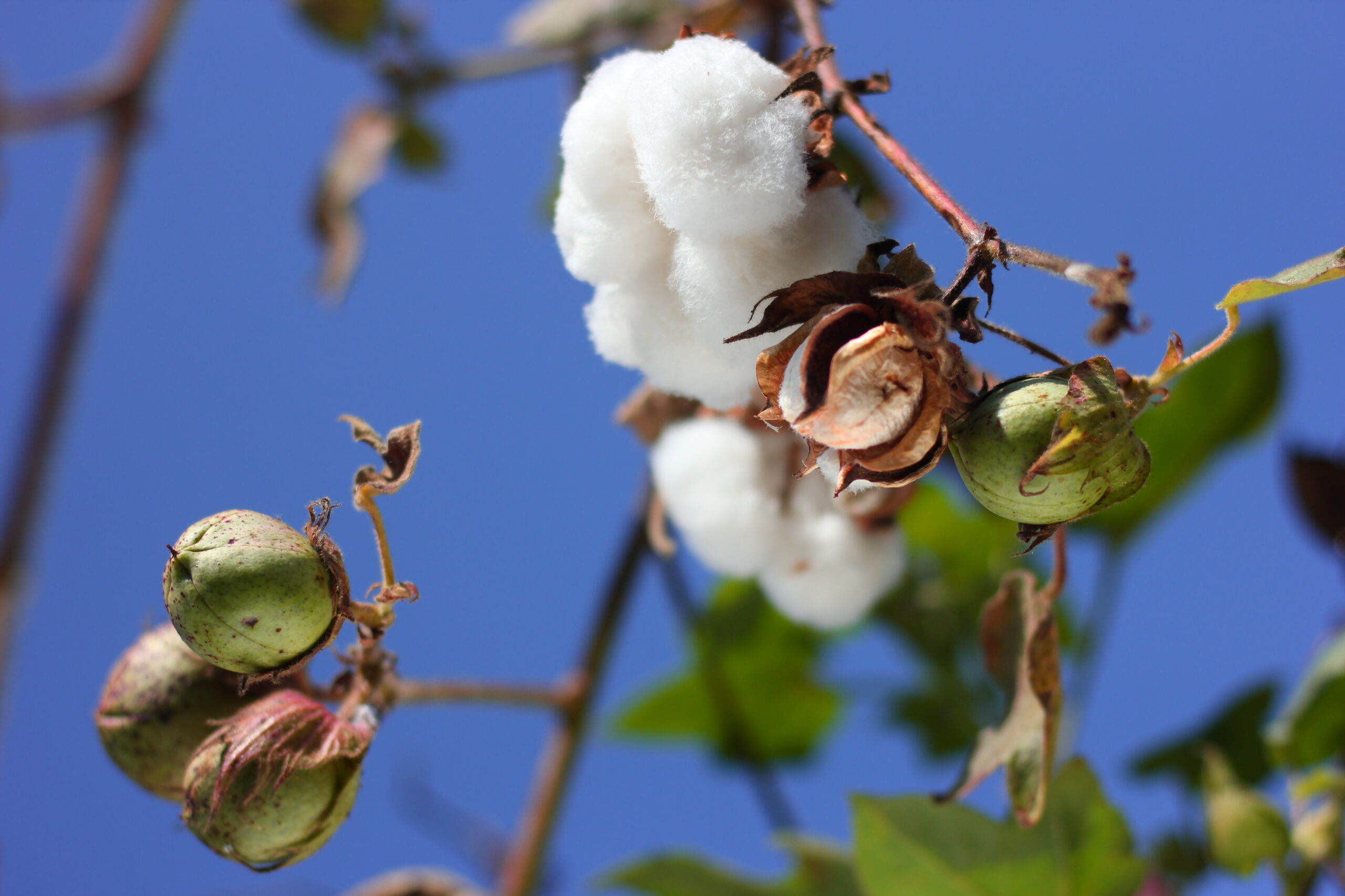 Primark announces major expansion of its Sustainable Cotton Programme,  intending to train 275,000 cotton farmers in more sustainable farming by  2023