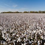 Cotton pilot in 10 states to boost output